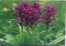 Orchis elegans ©  Pandion Wild Tours